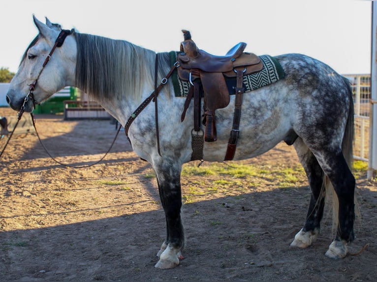 American Quarter Horse Wallach 12 Jahre 168 cm Apfelschimmel in Roswell, NM