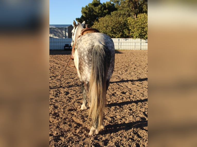 American Quarter Horse Wallach 12 Jahre 168 cm Apfelschimmel in Roswell, NM