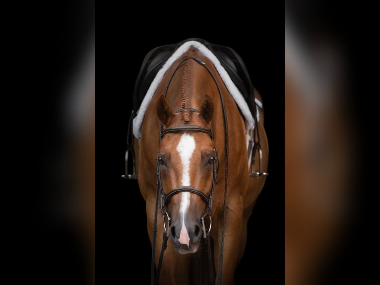 American Quarter Horse Wallach 12 Jahre 169 cm Fuchs in Wedemark