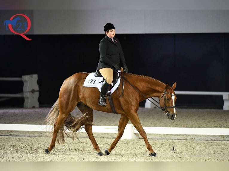 American Quarter Horse Wallach 12 Jahre 169 cm Fuchs in Wedemark