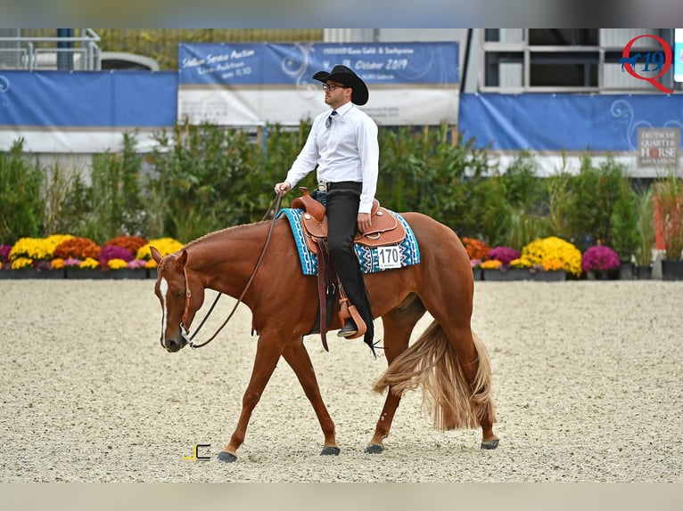American Quarter Horse Wallach 12 Jahre 169 cm Fuchs in Wedemark