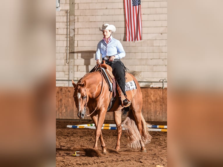American Quarter Horse Wallach 12 Jahre 169 cm Fuchs in Wedemark