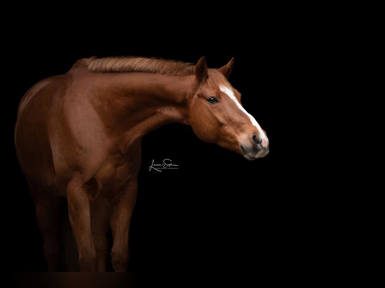 American Quarter Horse Wallach 12 Jahre 169 cm Fuchs in Wedemark