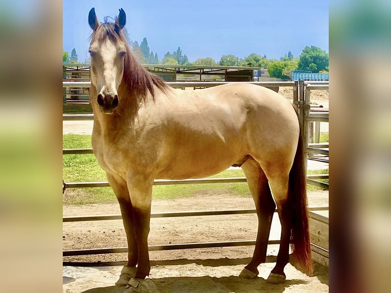 American Quarter Horse Mix Wallach 12 Jahre 173 cm Rotbrauner in Buena Park