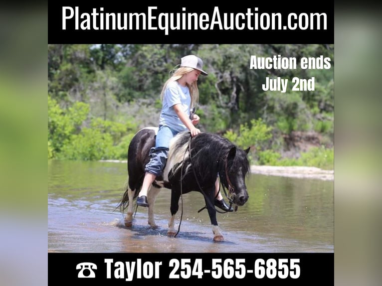 American Quarter Horse Wallach 12 Jahre 91 cm Tobiano-alle-Farben in Morgan Mill TX