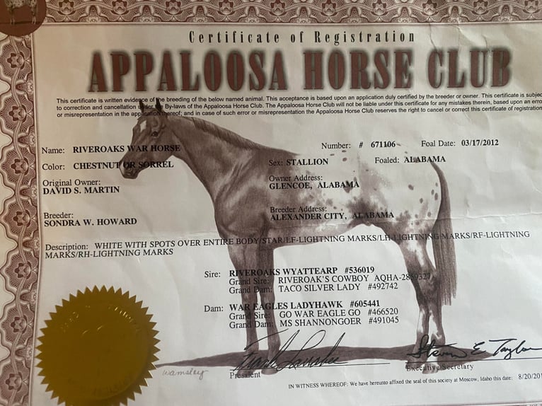 American Quarter Horse Wallach 12 Jahre Brauner in Mountain Grove MO