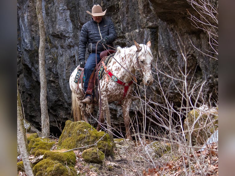 American Quarter Horse Wallach 12 Jahre Brauner in Mountain Grove MO