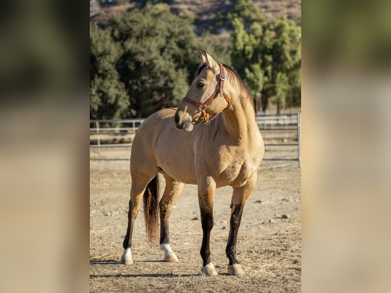 American Quarter Horse Wallach 12 Jahre Buckskin in Ventura