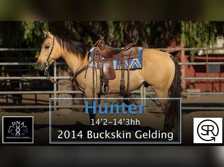 American Quarter Horse Wallach 12 Jahre Buckskin in Ventura