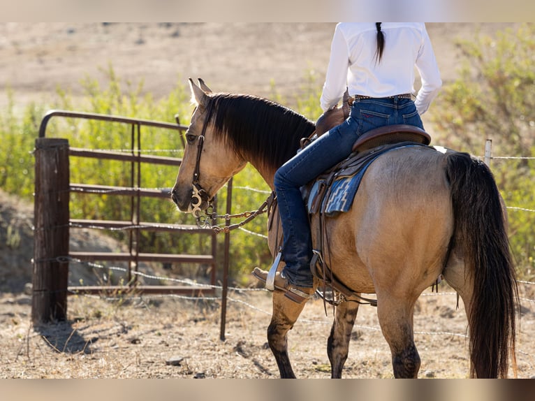 American Quarter Horse Wallach 12 Jahre Buckskin in Ventura