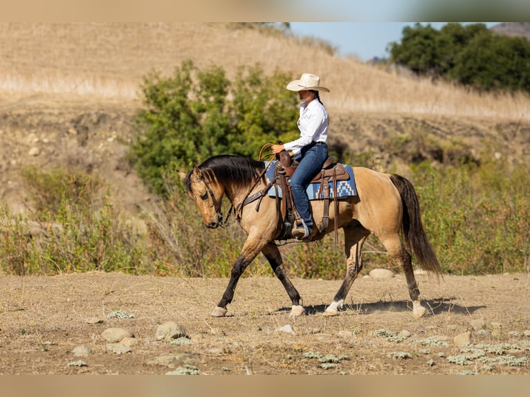 American Quarter Horse Wallach 12 Jahre Buckskin in Ventura