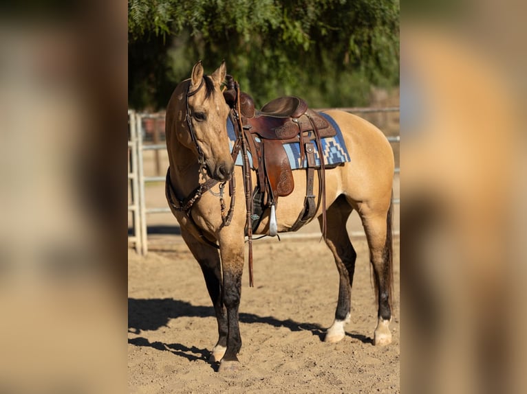 American Quarter Horse Wallach 12 Jahre Buckskin in Ventura