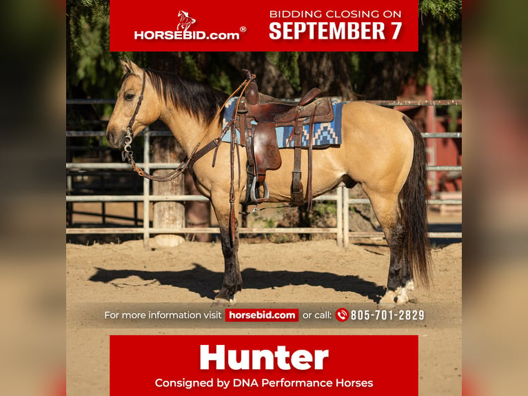 American Quarter Horse Wallach 12 Jahre Buckskin in Ventura