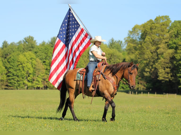 American Quarter Horse Wallach 12 Jahre Buckskin in Clarion