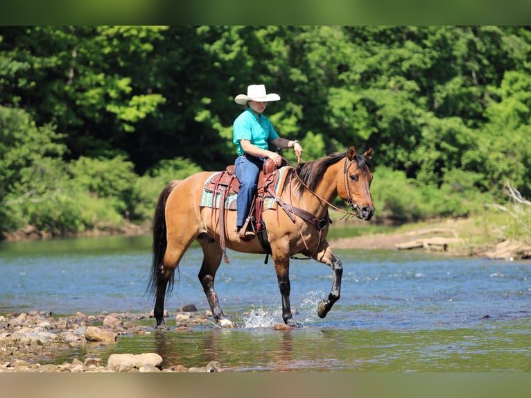 American Quarter Horse Wallach 12 Jahre Buckskin in Clarion