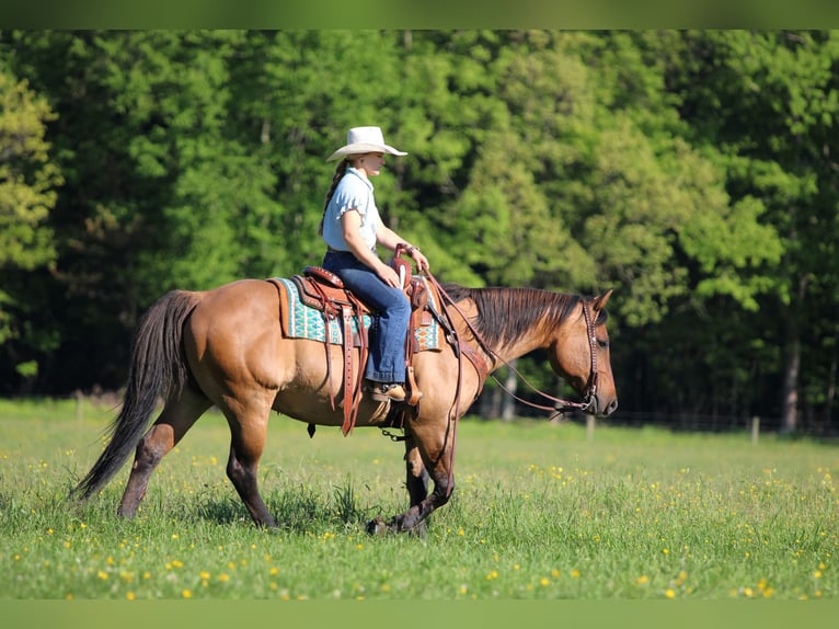 American Quarter Horse Wallach 12 Jahre Buckskin in Clarion