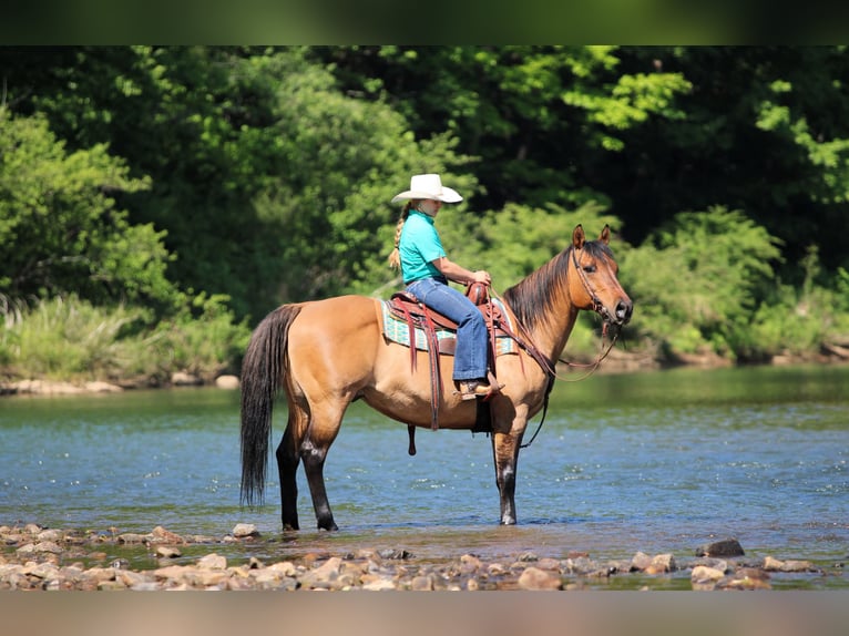 American Quarter Horse Wallach 12 Jahre Buckskin in Clarion