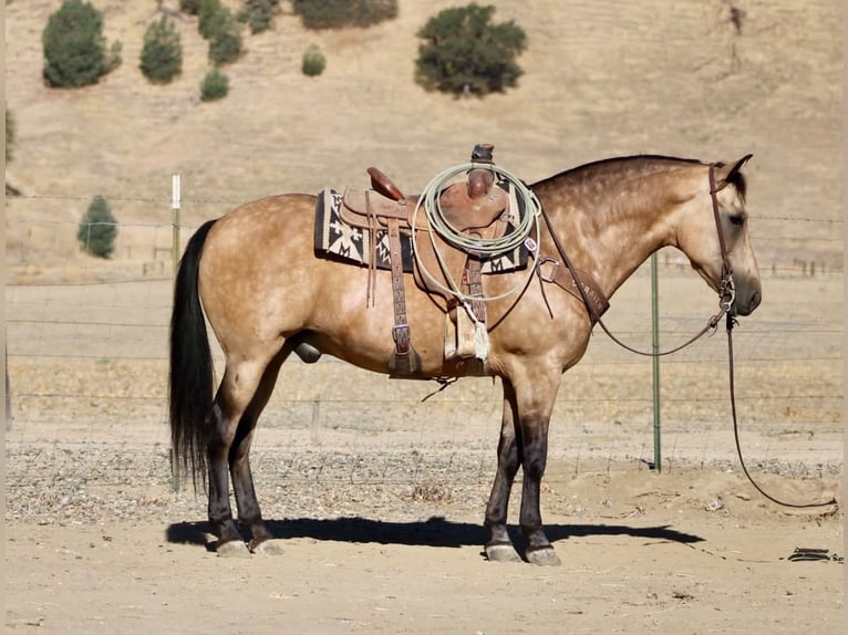 American Quarter Horse Wallach 12 Jahre Buckskin in Tres Pinos