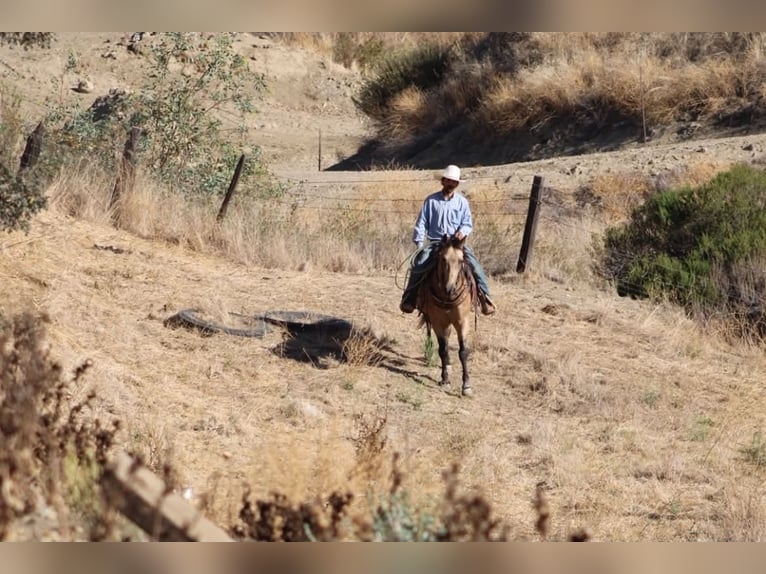 American Quarter Horse Wallach 12 Jahre Buckskin in Tres Pinos
