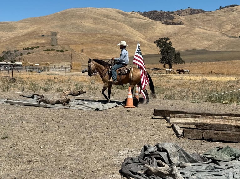 American Quarter Horse Wallach 12 Jahre Buckskin in Tres Pinos