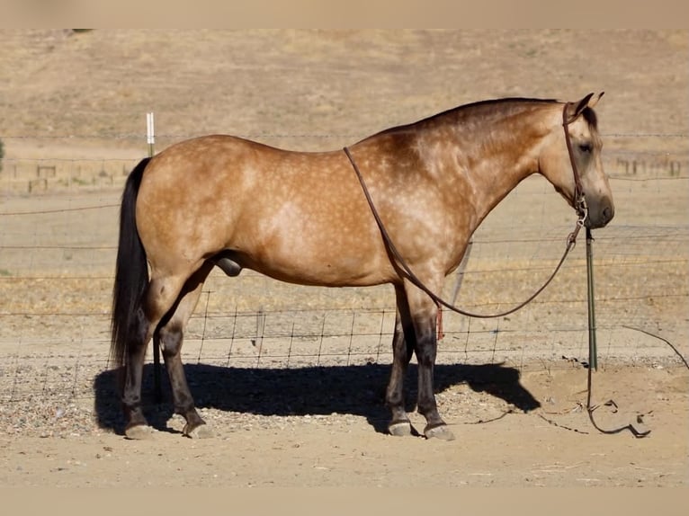 American Quarter Horse Wallach 12 Jahre Buckskin in Tres Pinos