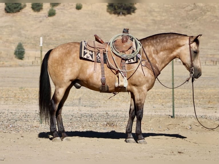 American Quarter Horse Wallach 12 Jahre Buckskin in Tres Pinos