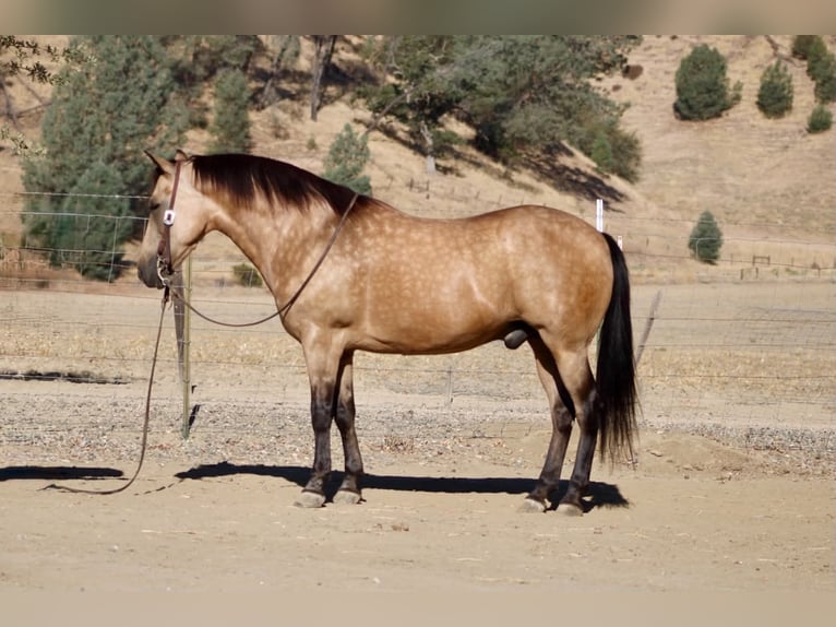 American Quarter Horse Wallach 12 Jahre Buckskin in Tres Pinos