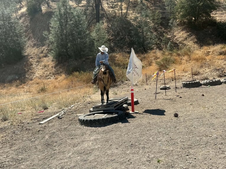 American Quarter Horse Wallach 12 Jahre Buckskin in Tres Pinos