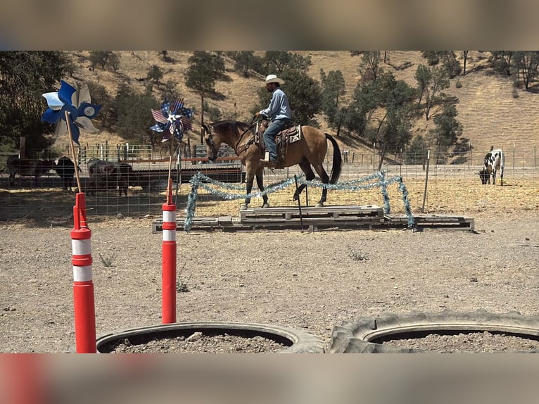 American Quarter Horse Wallach 12 Jahre Buckskin in Tres Pinos