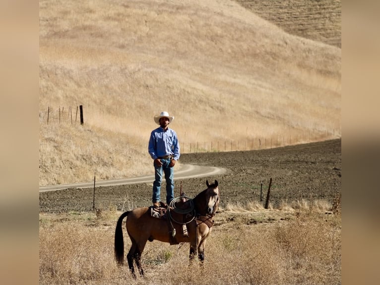 American Quarter Horse Wallach 12 Jahre Buckskin in Tres Pinos