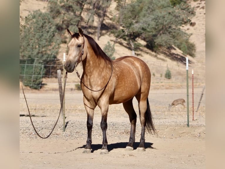 American Quarter Horse Wallach 12 Jahre Buckskin in Tres Pinos