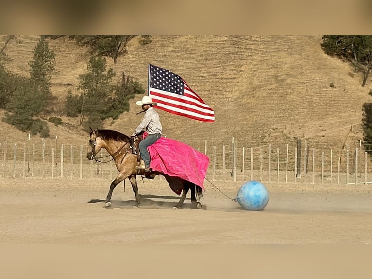 American Quarter Horse Wallach 12 Jahre Buckskin in Tres Pinos