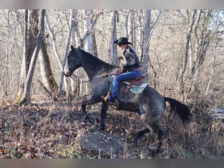 American Quarter Horse Wallach 12 Jahre Buckskin in Flemingsburg, KY