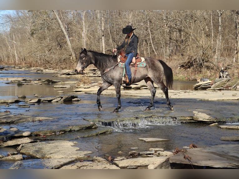 American Quarter Horse Wallach 12 Jahre Buckskin in Flemingsburg, KY