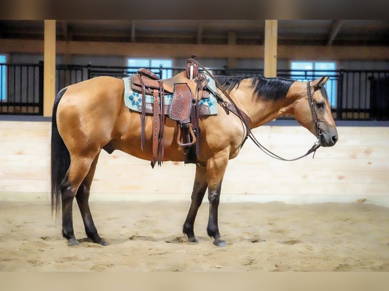 American Quarter Horse Wallach 12 Jahre Buckskin in Clarion