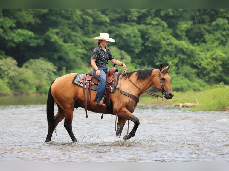 American Quarter Horse Wallach 12 Jahre Buckskin in Clarion