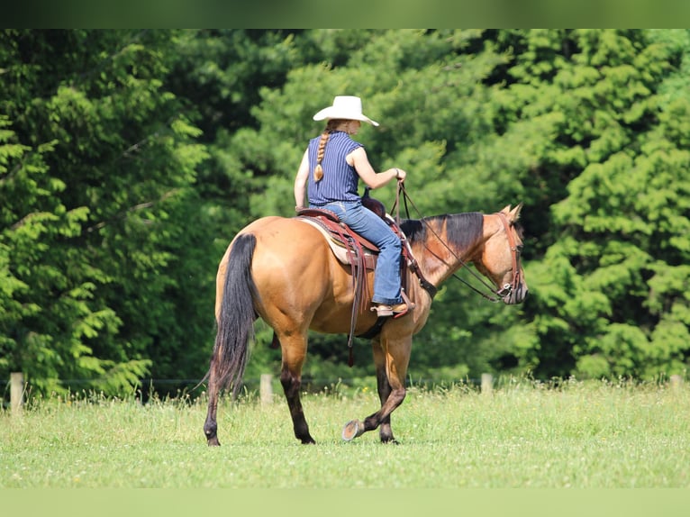 American Quarter Horse Wallach 12 Jahre Buckskin in Clarion