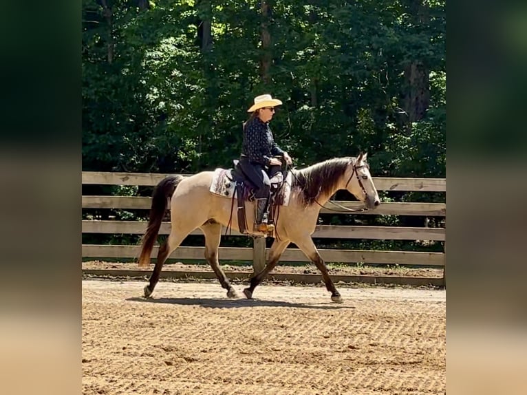 American Quarter Horse Wallach 12 Jahre Buckskin in Rougemont