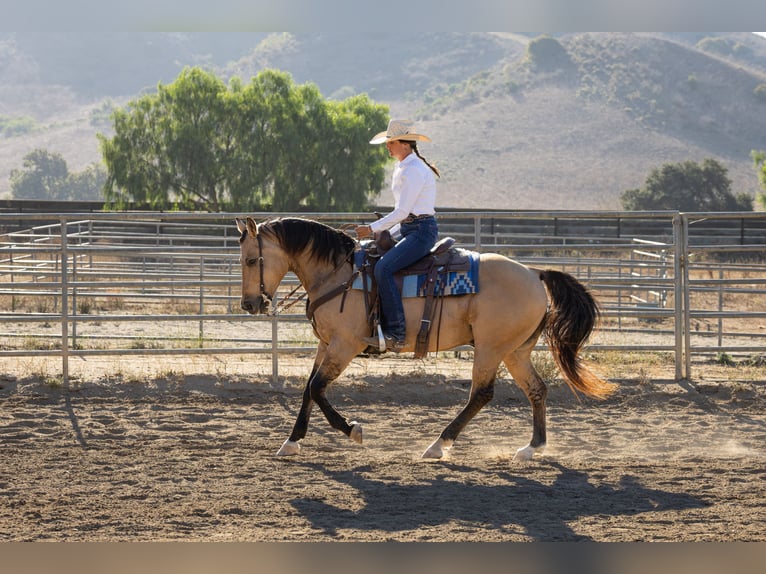 American Quarter Horse Wallach 12 Jahre Buckskin in Ventura