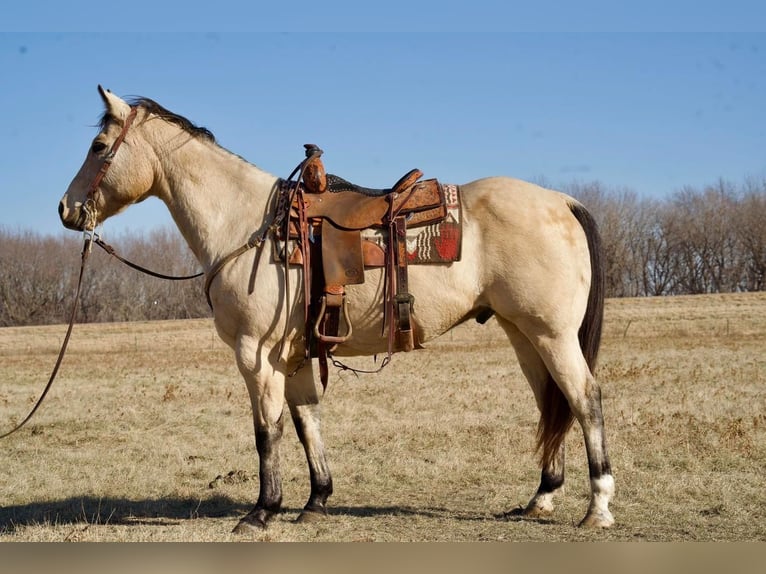 American Quarter Horse Mix Wallach 12 Jahre Buckskin in Valley Springs, SD
