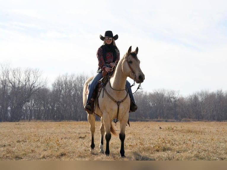 American Quarter Horse Mix Wallach 12 Jahre Buckskin in Valley Springs, SD