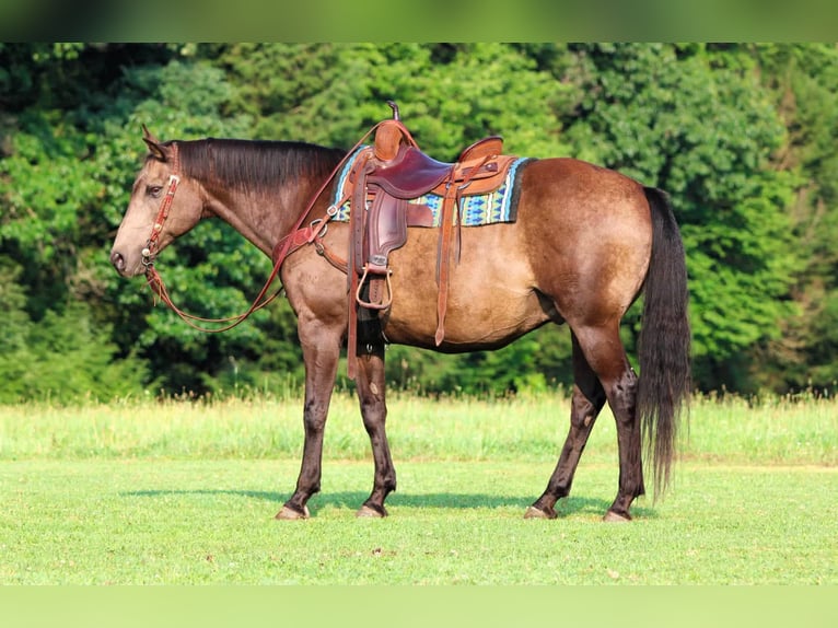 American Quarter Horse Wallach 12 Jahre Buckskin in Clarion