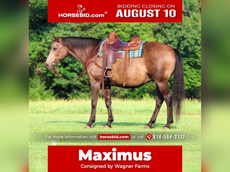 American Quarter Horse Wallach 12 Jahre Buckskin in Clarion