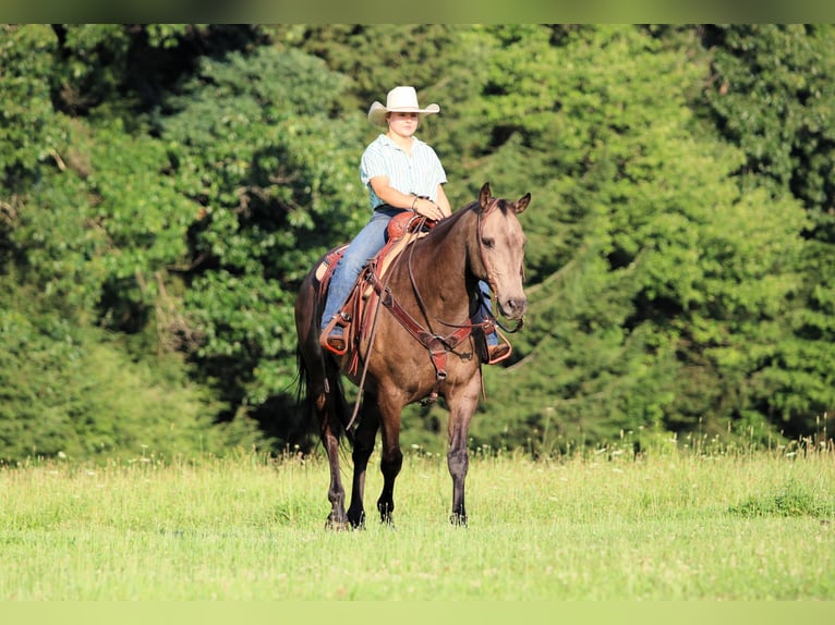 American Quarter Horse Wallach 12 Jahre Buckskin in Clarion