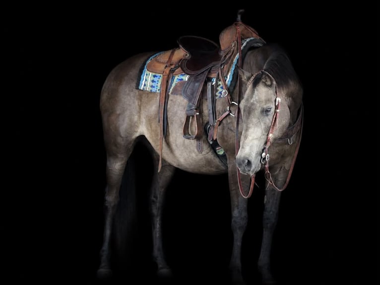 American Quarter Horse Wallach 12 Jahre Buckskin in Clarion
