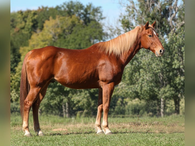 American Quarter Horse Wallach 12 Jahre Dunkelfuchs in Athens