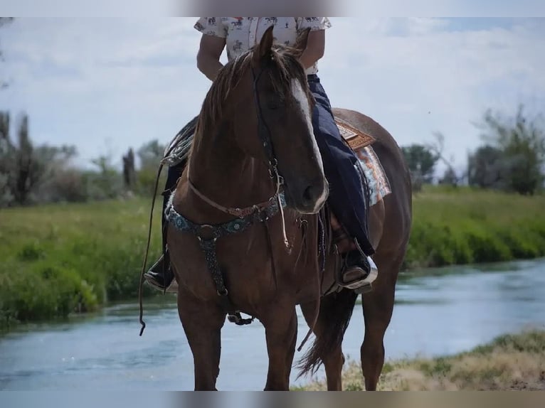 American Quarter Horse Wallach 12 Jahre Dunkelfuchs in Wendell