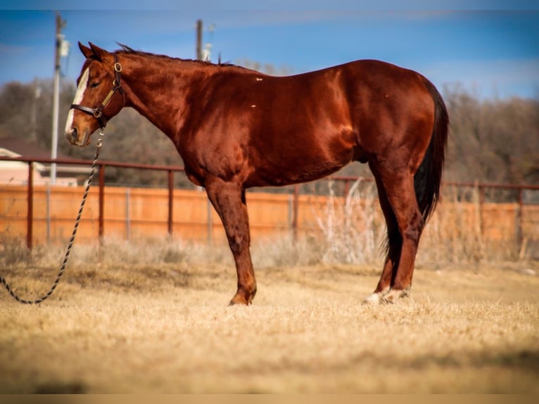 American Quarter Horse Wallach 12 Jahre Dunkelfuchs in Stephenville, TX