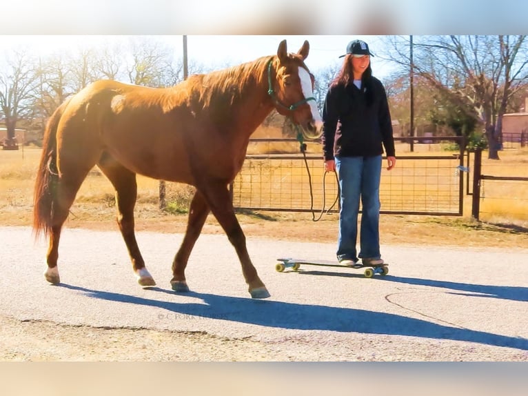 American Quarter Horse Wallach 12 Jahre Dunkelfuchs in Stephenville, TX