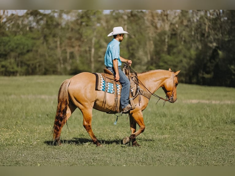 American Quarter Horse Wallach 12 Jahre Falbe in Lyles, TN